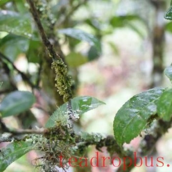 Where is the best spring Pu-er tea from?