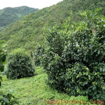 The Complete Process and Characteristics of Producing Sun-Dried Black Tea from Bada Mountain
