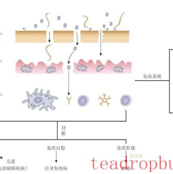 Discussion on the Immune-Regulating Effects of Anhua Dark Tea by Academician Zhonghua Liu-s Team