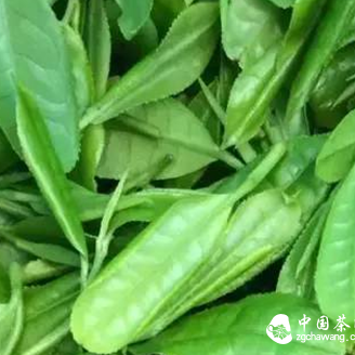 Evaluating Oolong Tea: Dry Leaf Appearance and Wet Aroma Taste