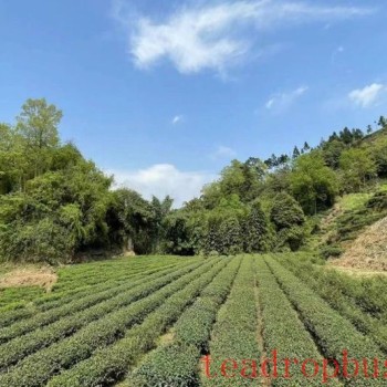 Process Equipment: Optimal Process for Summer Yellow Bud Tea