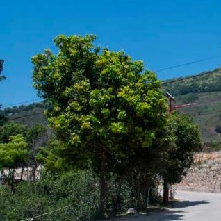 2008-2014: National Standards Established, Mountain Heads Emerge, Rediscovery of the Large-Leaf Variety (Part I)