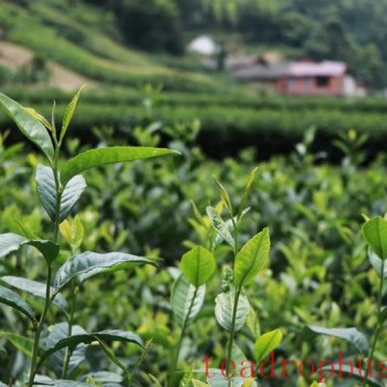 Sunny and Rainy Spells Across Shaanxi This Week: Summer Tea Garden Management Key