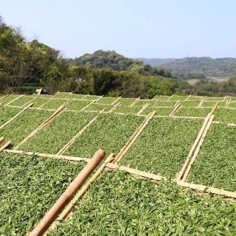 The Mystique of White Tea: A Comprehensive Exploration from History to Appreciation