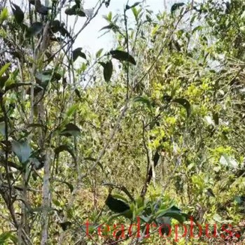 Introduction to the Famous Yiwu Ban Gong Pu-er Tea