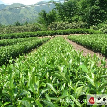 Black Tea Tree Planting Environment