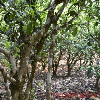 How to Properly Brew Ancient Tree Tea?