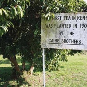 African Tea Part 1: Kenya, an Origin &amp; Driver
