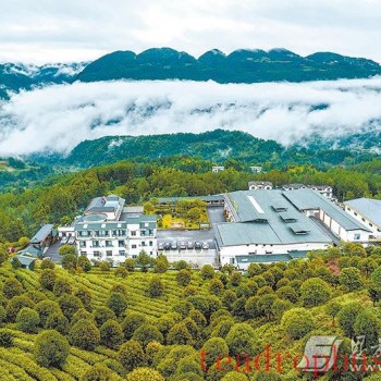 Displaying the Beauty of Ecological Diversity in Tea Mountains —— Behind the Scenes of Hubei Enshi Lanbei Yulü Taohuayuan-s Selection as One of "China-s Most Beautiful Tea Mountains"