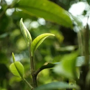 Do You Know the Classification of Spring Tea?