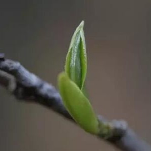 Enjoying Spring Tea: Here’s What You Need to Know