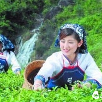 The Tea Seasons of Tieguanyin, Gaining More Knowledge