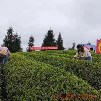 Spring Tea Harvest Begins in Zunyi, Double-Hand Picking Boosts Income and Efficiency