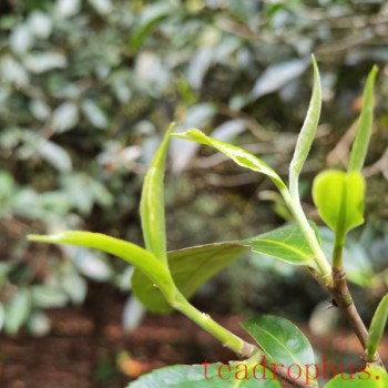 Price of 2024 Mengsong Huzhuliangzi Spring Tea