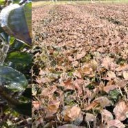 Icicles are beautiful, but don-t neglect tea plant frost protection! Authoritative guidance here.