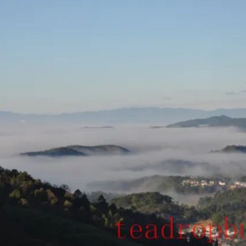 Tea Fragrance in Xishuangbanna: The Famous Pu-er Mountain – Mangsong Tea Mountain in Menghai