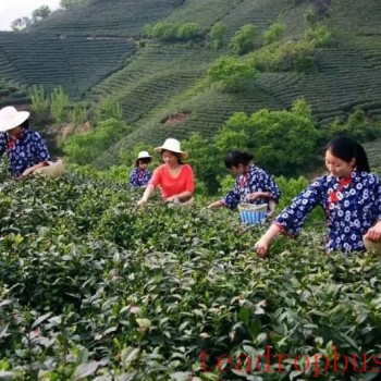 Ten Production Processes of Xinyang Maojian Tea
