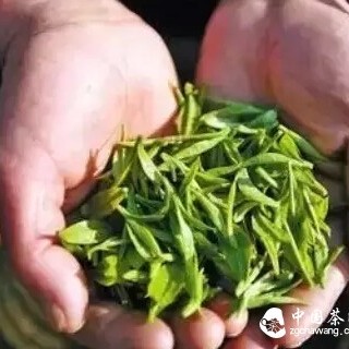 Understanding Spring Tea: Discover the Most Authentic Spring Tea!
