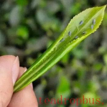 Pest Management Techniques After Spring Tea Harvest