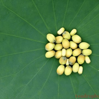 The Benefits and Precautions of Drinking Water Infused with Fresh Lotus Seed Hearts