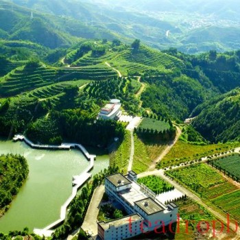 Zhongmin Wei-s Tea Estate: A Picturesque and Poetic Landscape