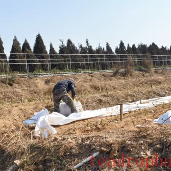 Technical Points: Spring Tea Garden Management Technical Recommendations