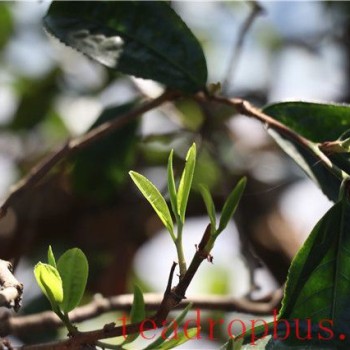 Price of 2024 Banuo Spring Tea in How Much Money