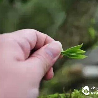 Can Phoenix Dancong Tea Soup Achieve 'Sweetness After Bitterness'?