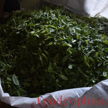 The Purpose of Fixation in Pu-er Tea