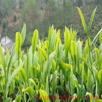 Lingyun Baihao Tea