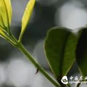 Spring Tea: Better to Seek Quality Than Early Harvest!