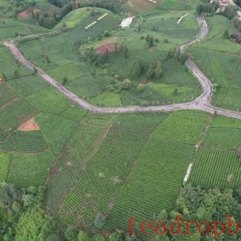 Pu-an: Summer Tea Harvest and Processing in Full Swing, Green Industry Booming with &quot;Dividends&quot;