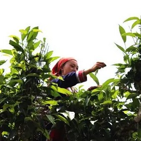 Do You Really Know Which Category Pu-erh Tea Belongs To?