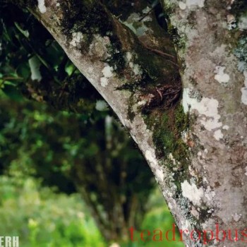 Tips for Identifying Ancient Tree Tea