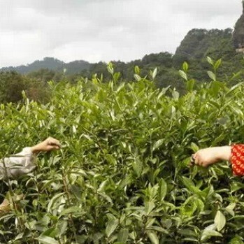 What You Need to Know When Buying Da Hong Pao