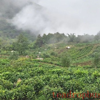 Mengtong Town, Cizhu Village: Spring Tea-s Fragrance Attracts Distant Merchants
