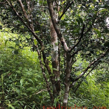 Characteristics of the Ancient Tea Trees in Baihua Tan