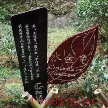 Wuyi Rock Tea: The &quot;Four Famous Bushes&quot; &amp;#8211; Shuijingu (Golden Turtle)