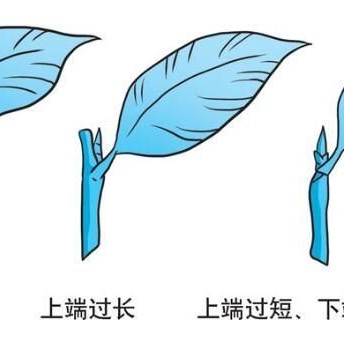 Q&amp;#038;A on Scientific Planting: How to Perform Tea Tree Cuttings?