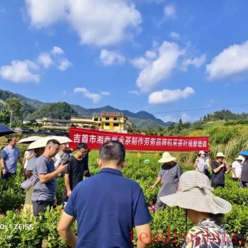 Jishou City Endures Scorching Sun and Intense Heat; Tea Training Proceeds Vigorously