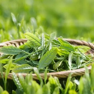 Tea in Dishes: Nutritious and Delicious