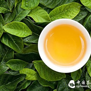 What Tea to Drink in Spring, Summer, Autumn, and Winter?