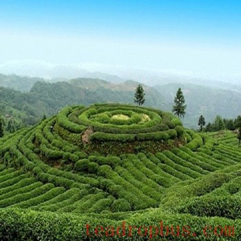 Emei Mountain Tea