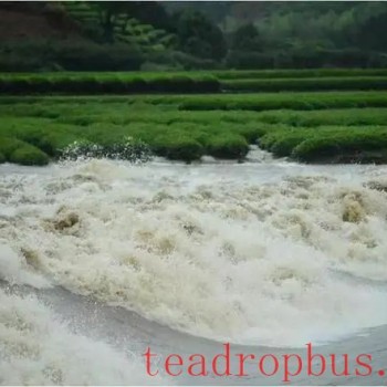 Precautions for Disaster Prevention and Response in Tea Areas During the Plum Rain and Mountain Flood Season