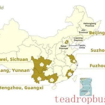 Mapping the Flavors of Chinese Jasmine Tea: How Regional Traditions Shape Diversity