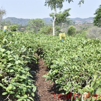 Technical Guidelines for Tea Production in Summer and Autumn 2024