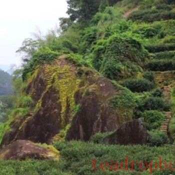Narcissus Tea, a Variety of Wuyi Rock Tea