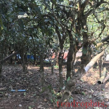 Characteristics of Old Manuo Ancient Tree Tea