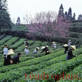 Kaiyang: Spring Tea Picking Season Brings Prosperity Through Local Resources
