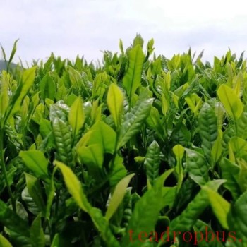 What is Xiuning Songluo Tea?